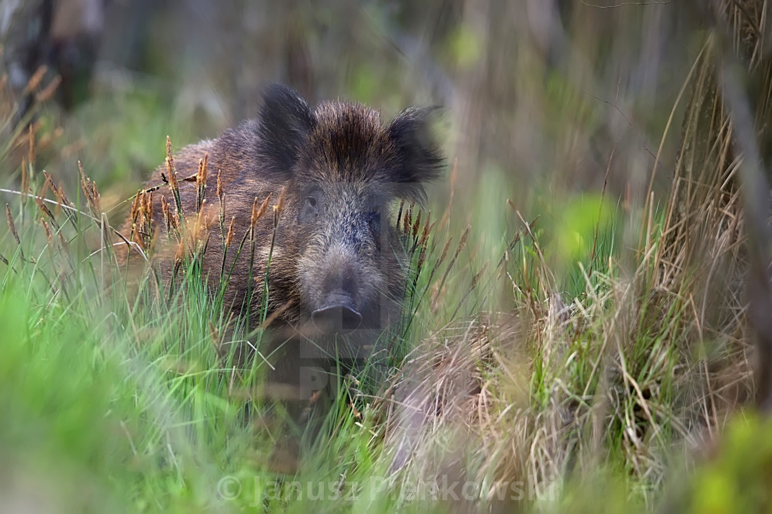 "Wild boar in the forest" stock image