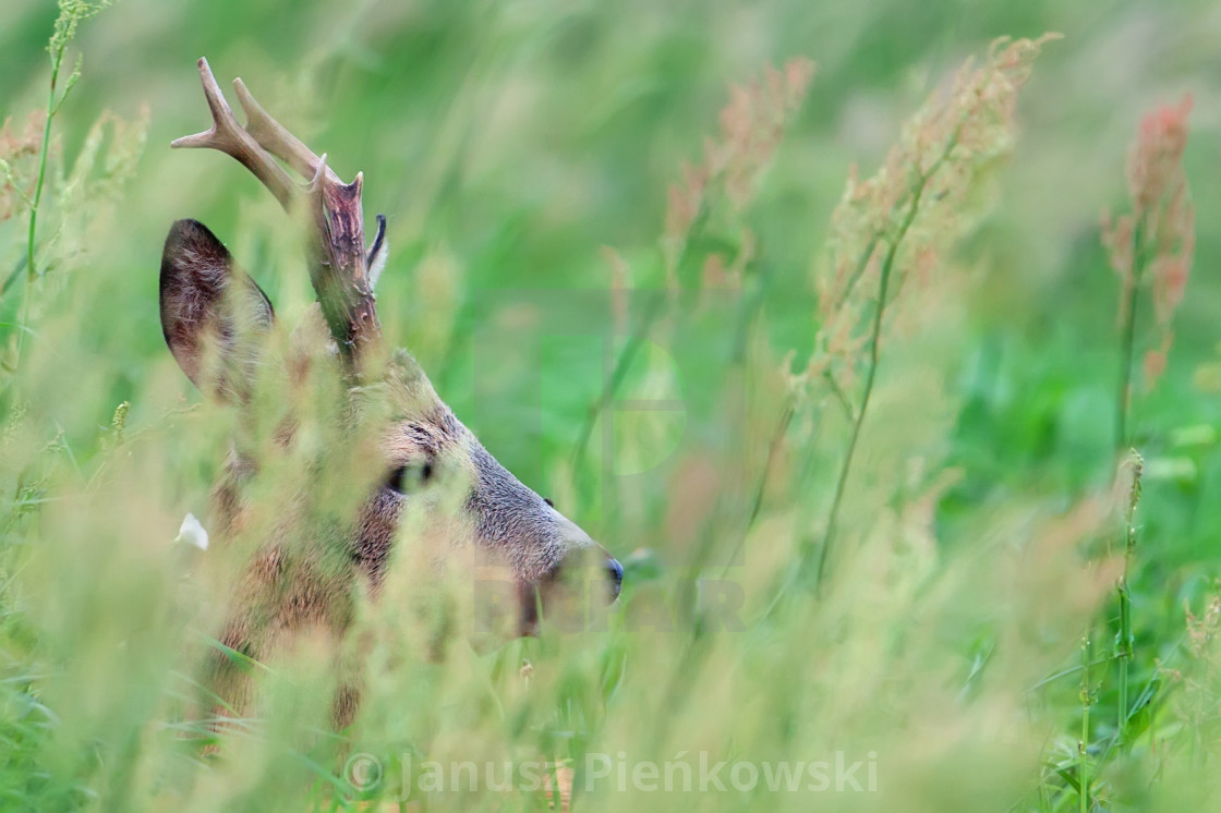 "Buck deer in the wild" stock image