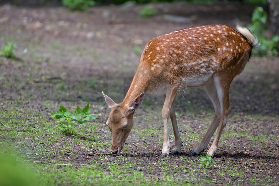 "Fallow deer in the forest" stock image