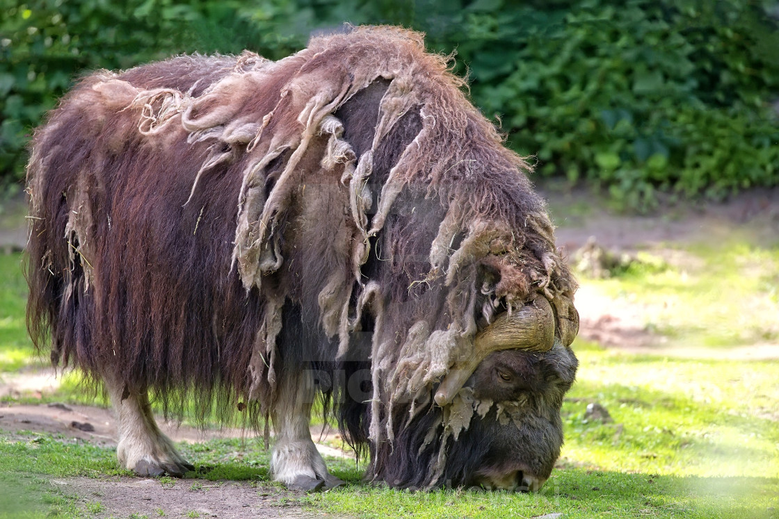 "Musk ox in the wild" stock image