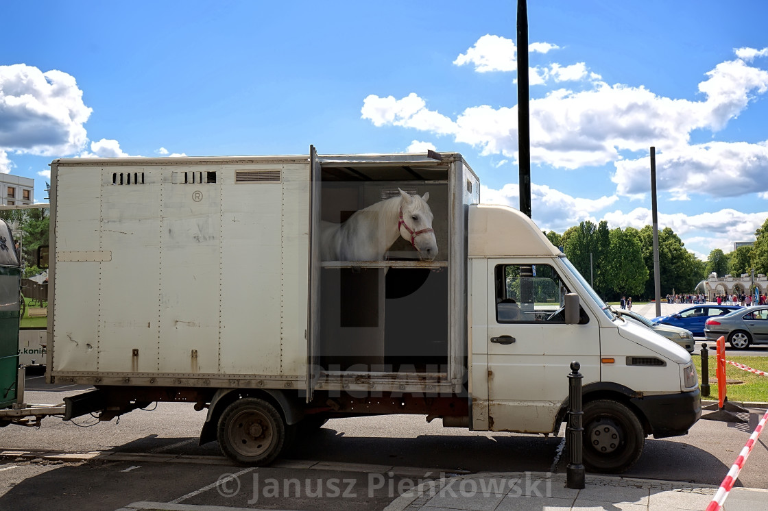 "Horse transported by car in Warsaw" stock image