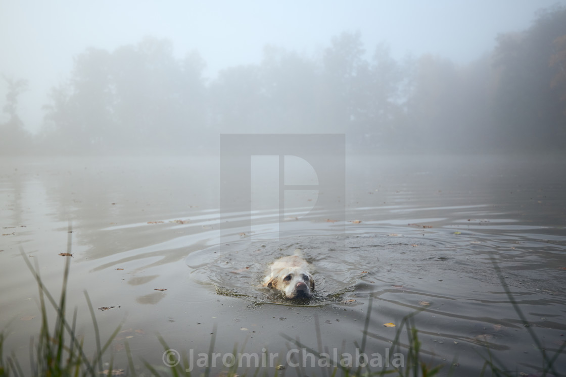 "Dog swimming in fog" stock image