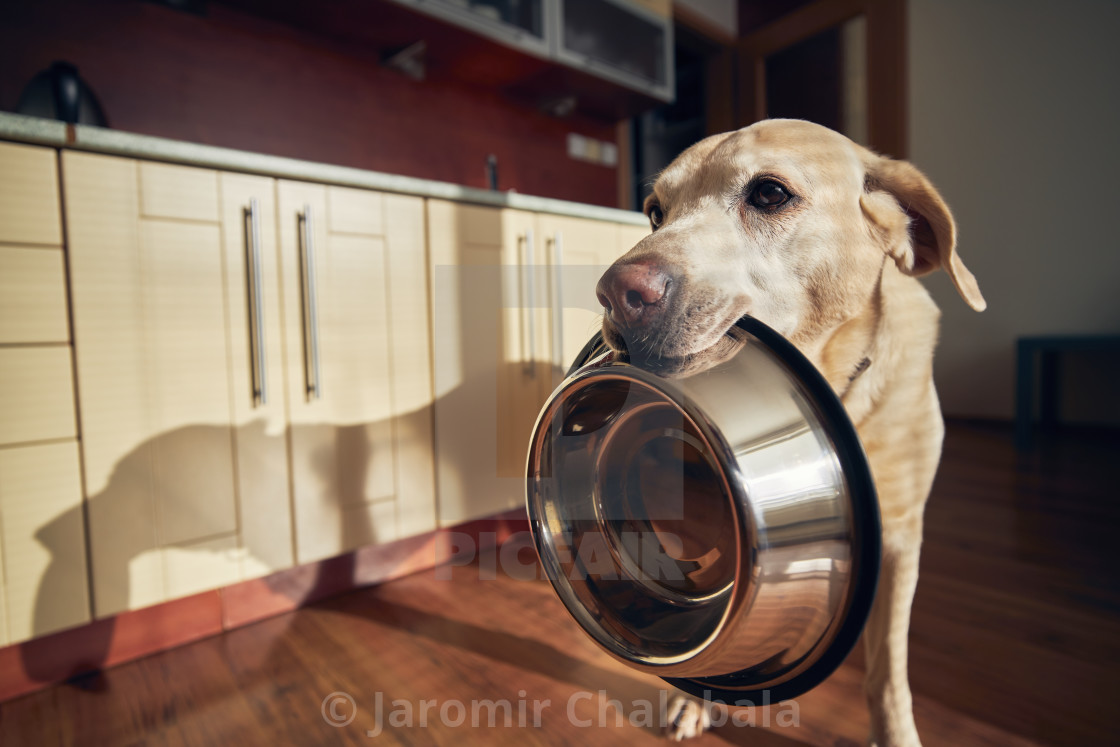 "Hungry dog holding bowl and waiting for feeding." stock image