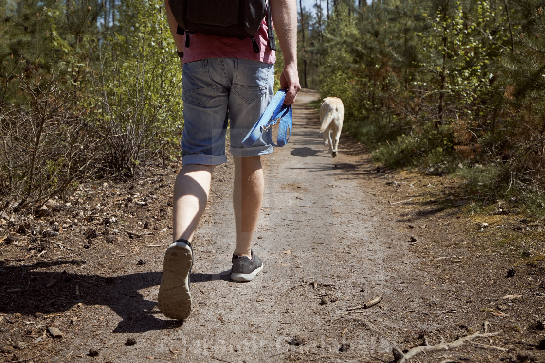 "Man walking with dog on footpath in forest" stock image