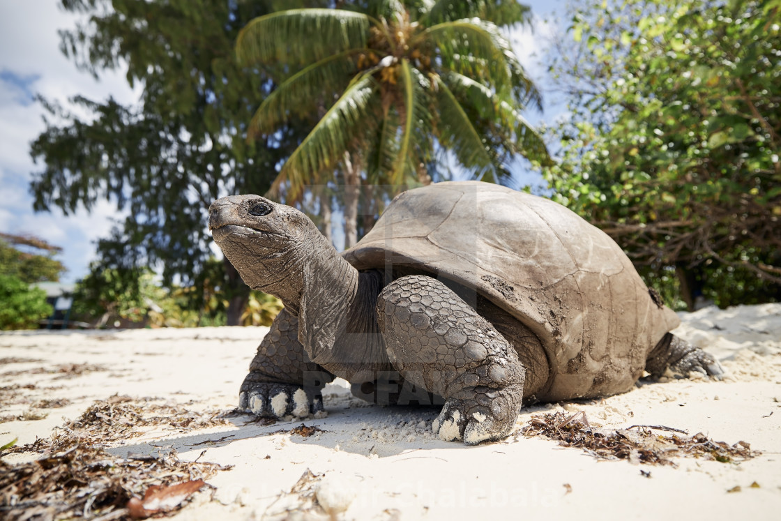 "Giant tortoise on beach" stock image