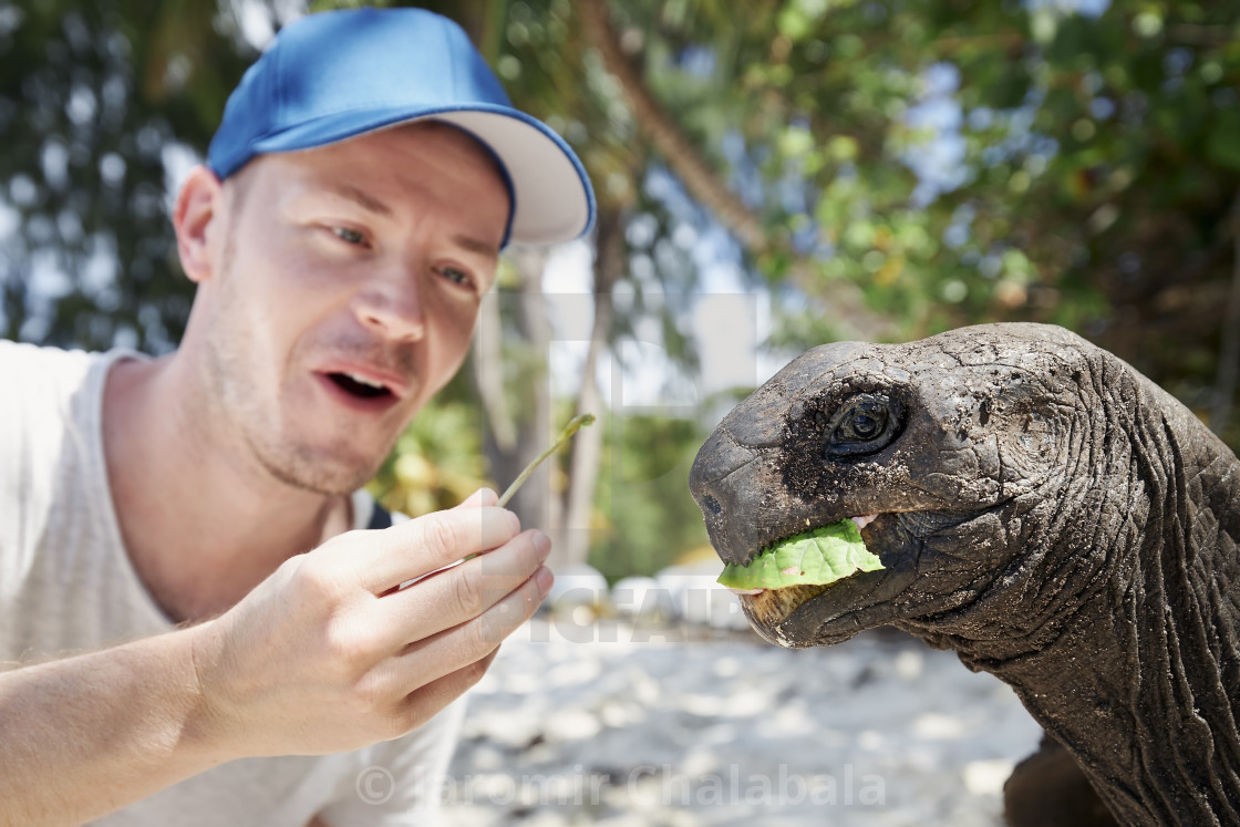 "Man feeding giant tortoise" stock image