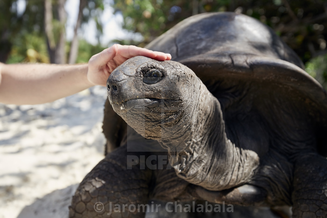 "Human hand stroking giant tortoise" stock image