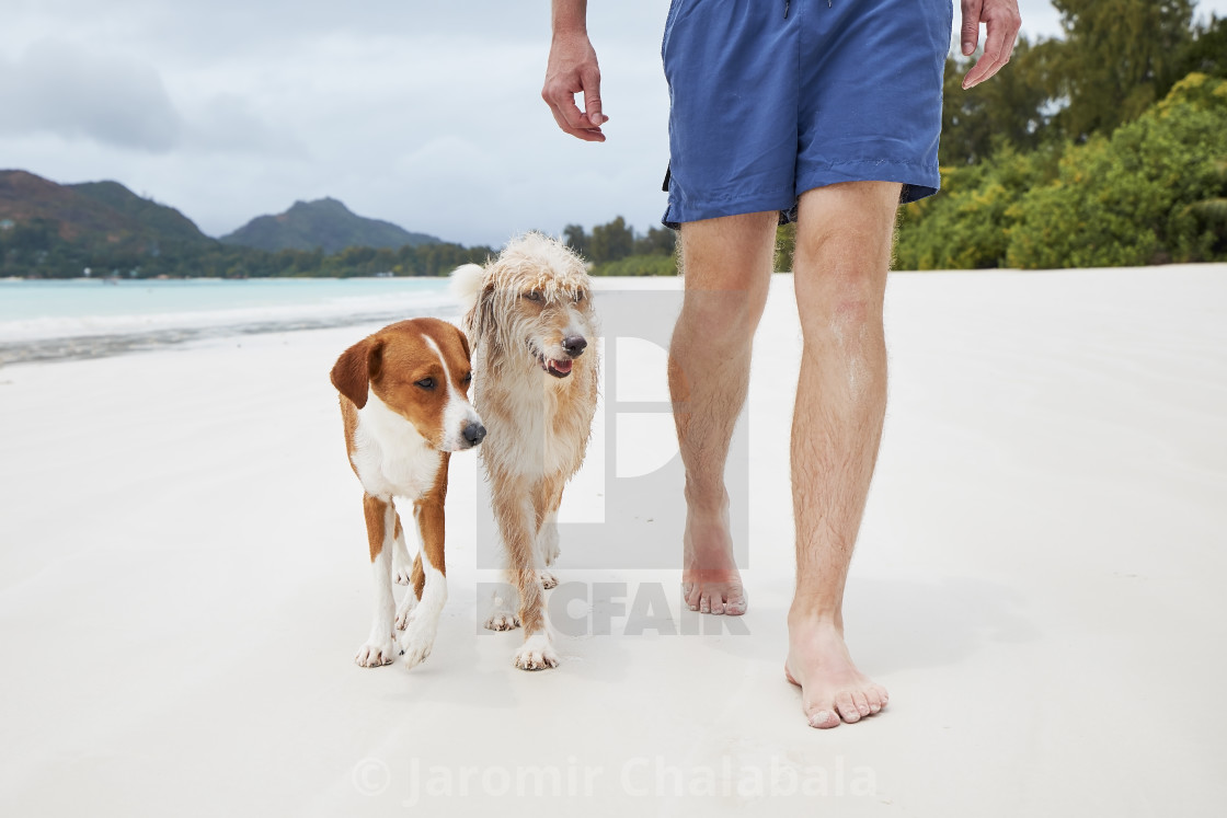 "Man walking with dog on beach" stock image