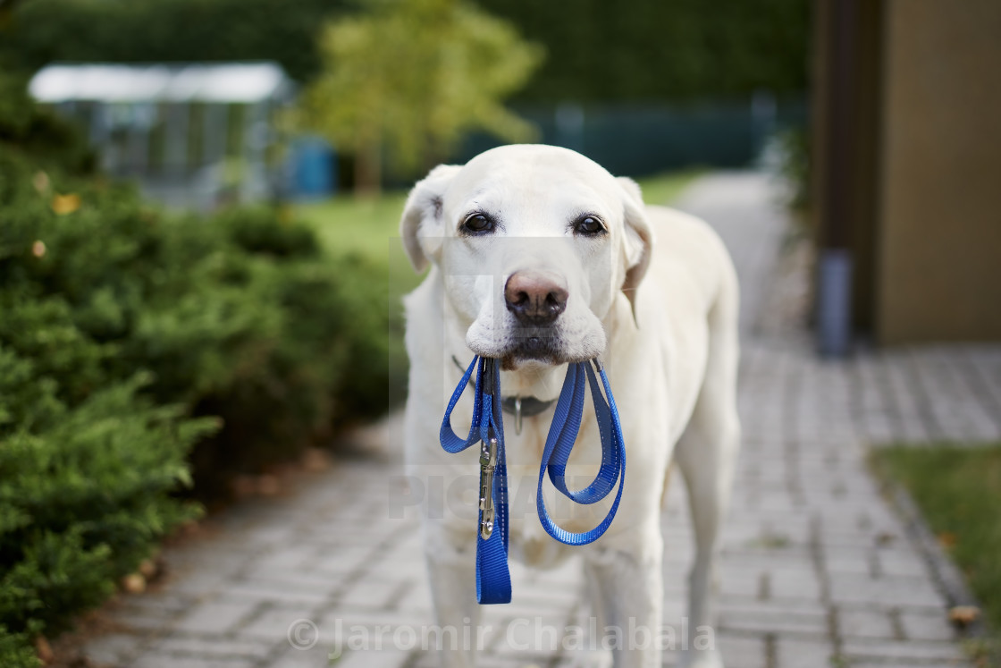 "Dog waiting for walk with leash in mouth" stock image