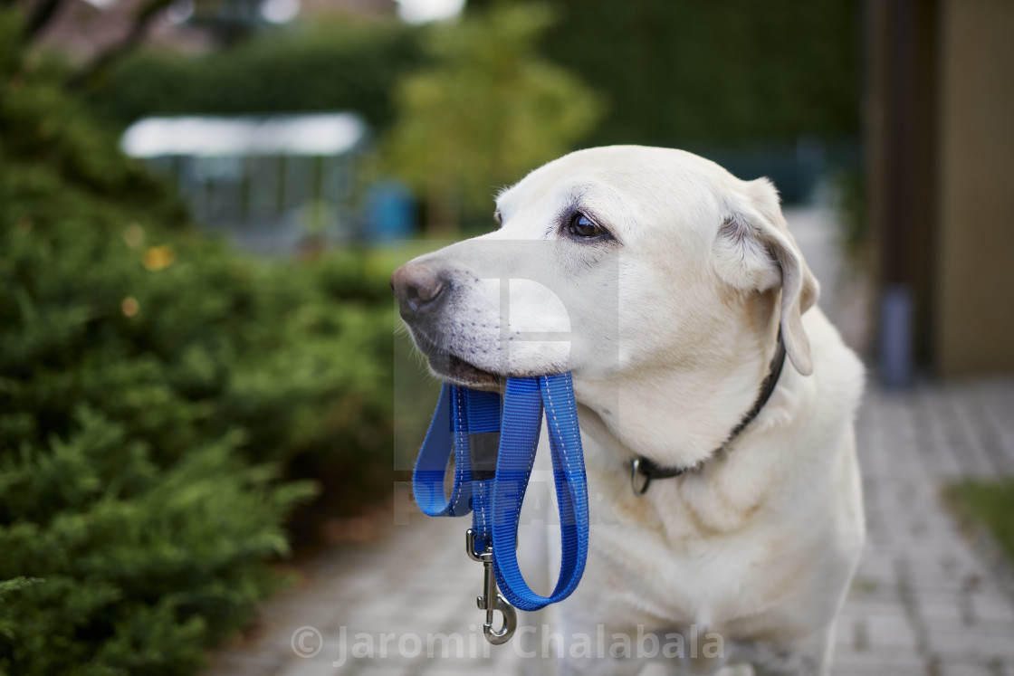 "Dog waiting for walk with leash in mouth" stock image