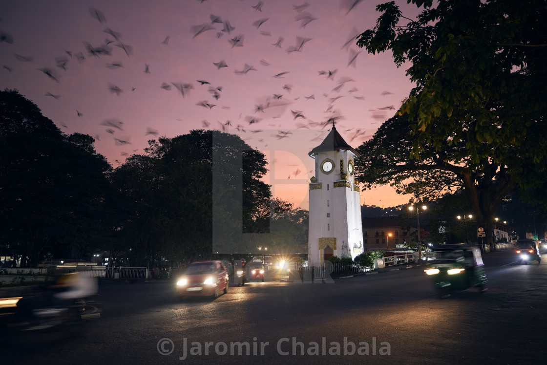 "Flock of birds on sky above city" stock image