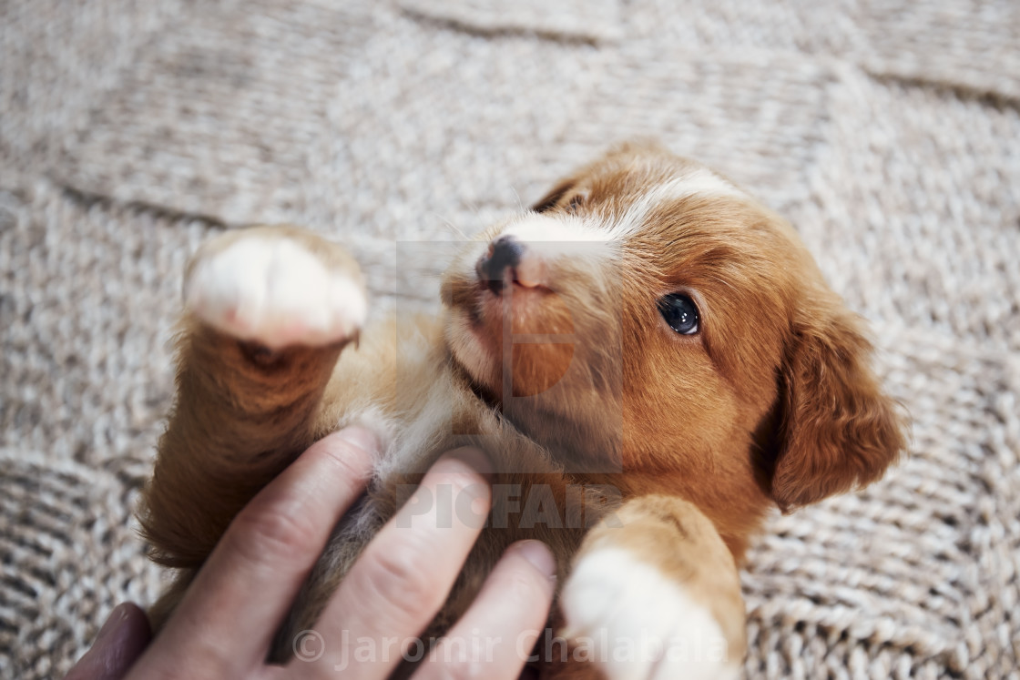 "Human hand playing with cute puppy on blanket" stock image