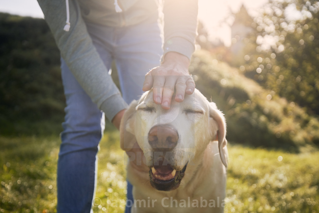 "Man stroking his old dog" stock image