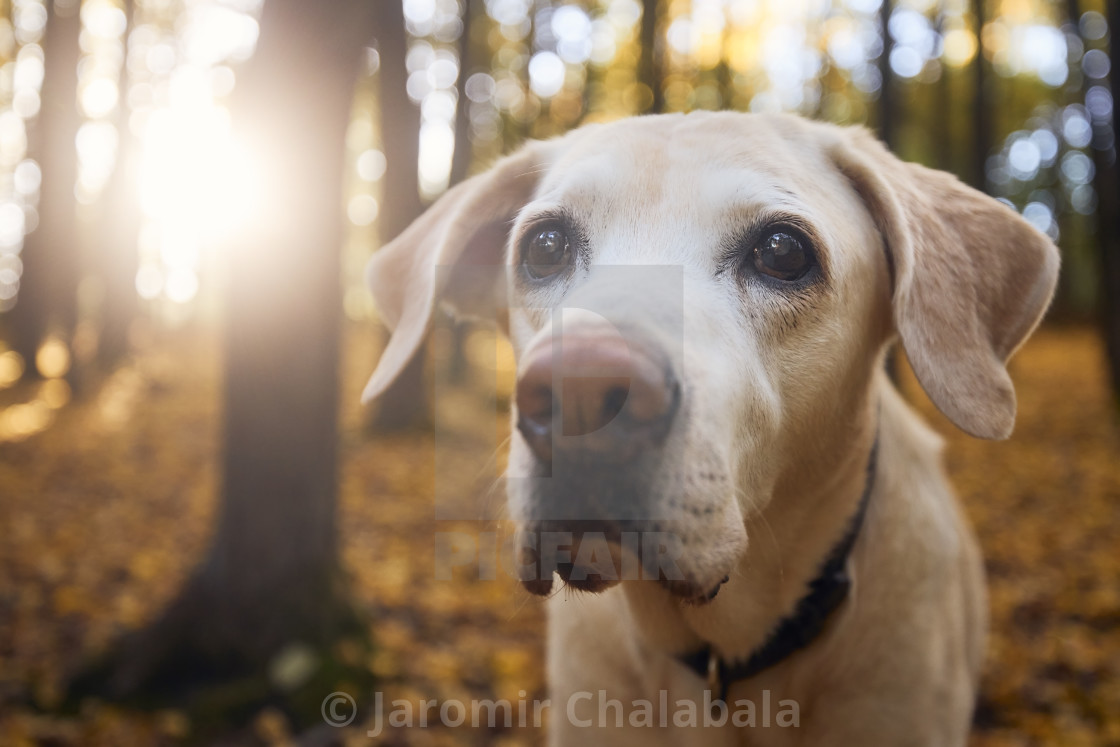 "Portrait of old dog in fallen leaves" stock image