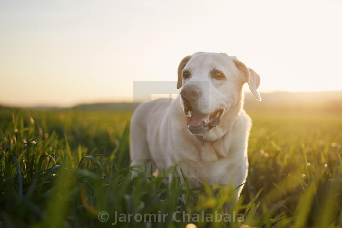 "Happy dog field at sunset" stock image