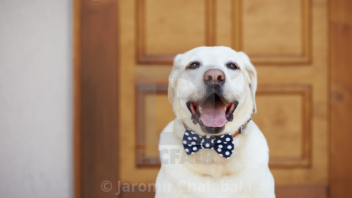 "Happy dog posing with bow tie" stock image