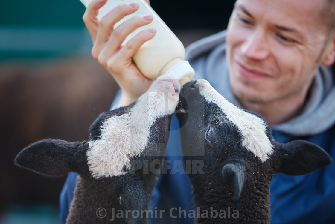 "Farmer feeding lambs with milk from baby bottle" stock image