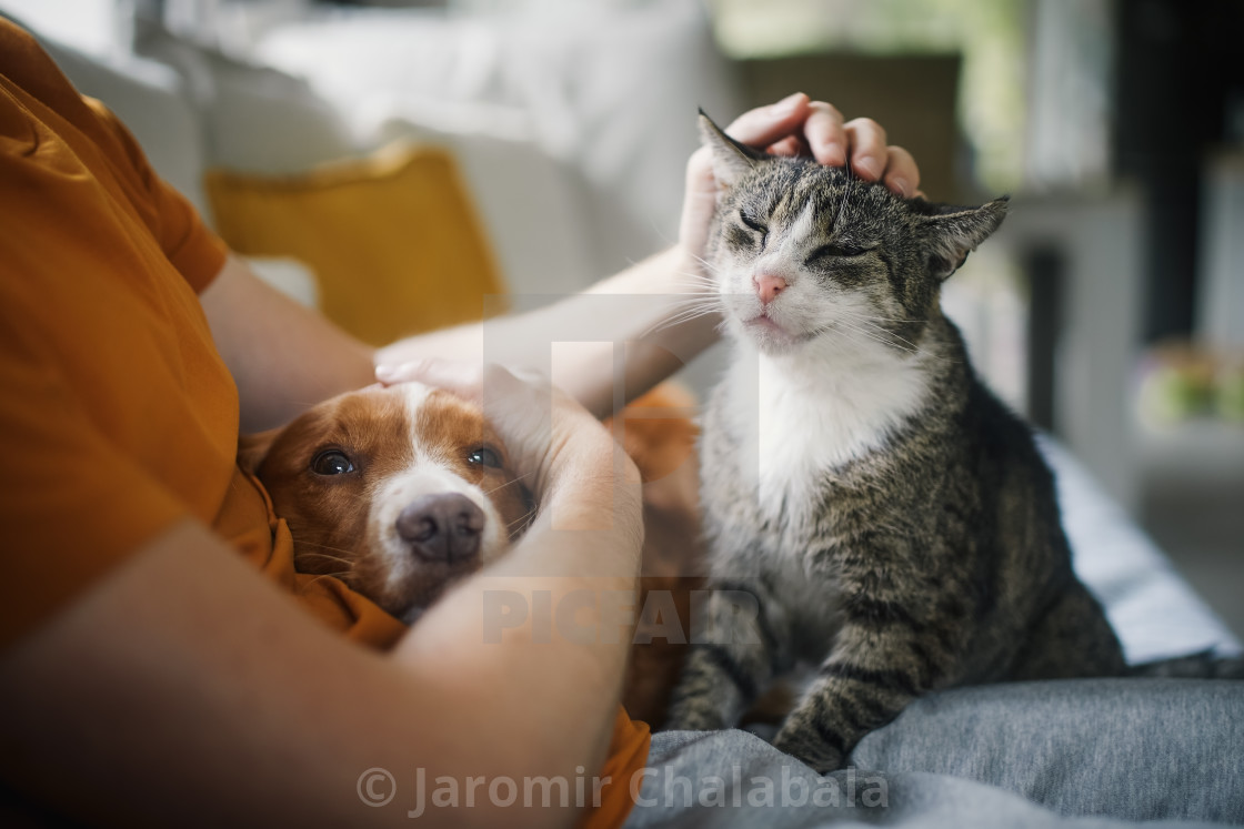 "Pet owner stroking his old cat and dog together" stock image