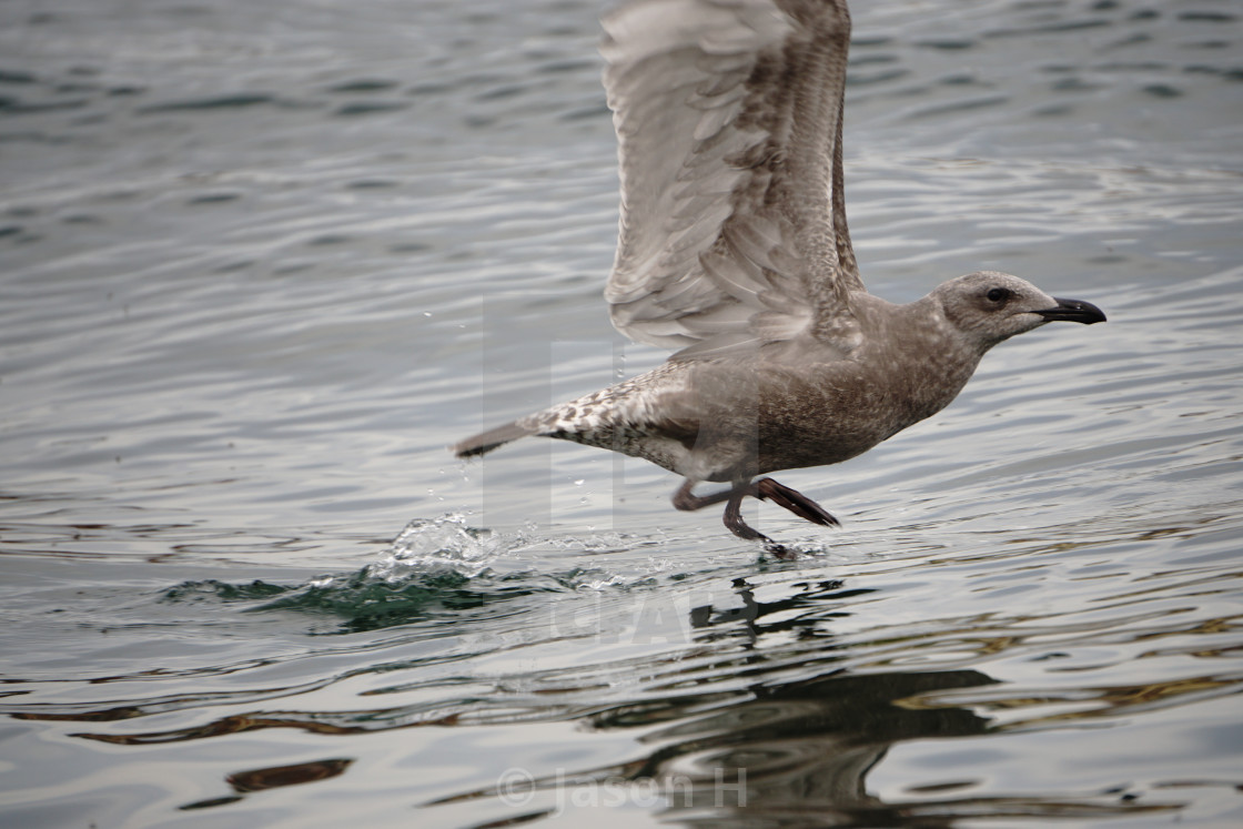 "Water Bird Run" stock image