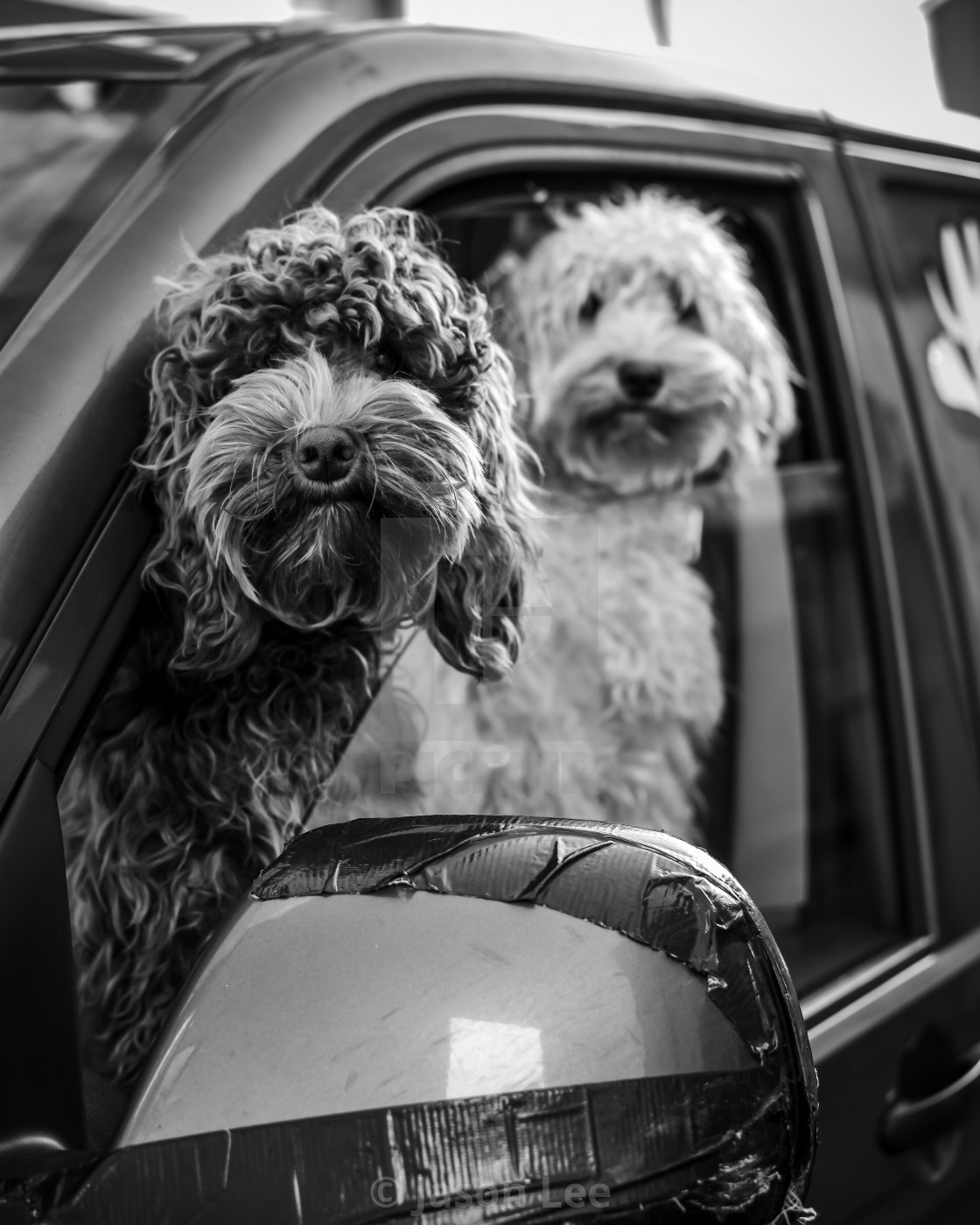 "Two Dogs" by Jason Lee - £25.00 "Two Dogs" stock image