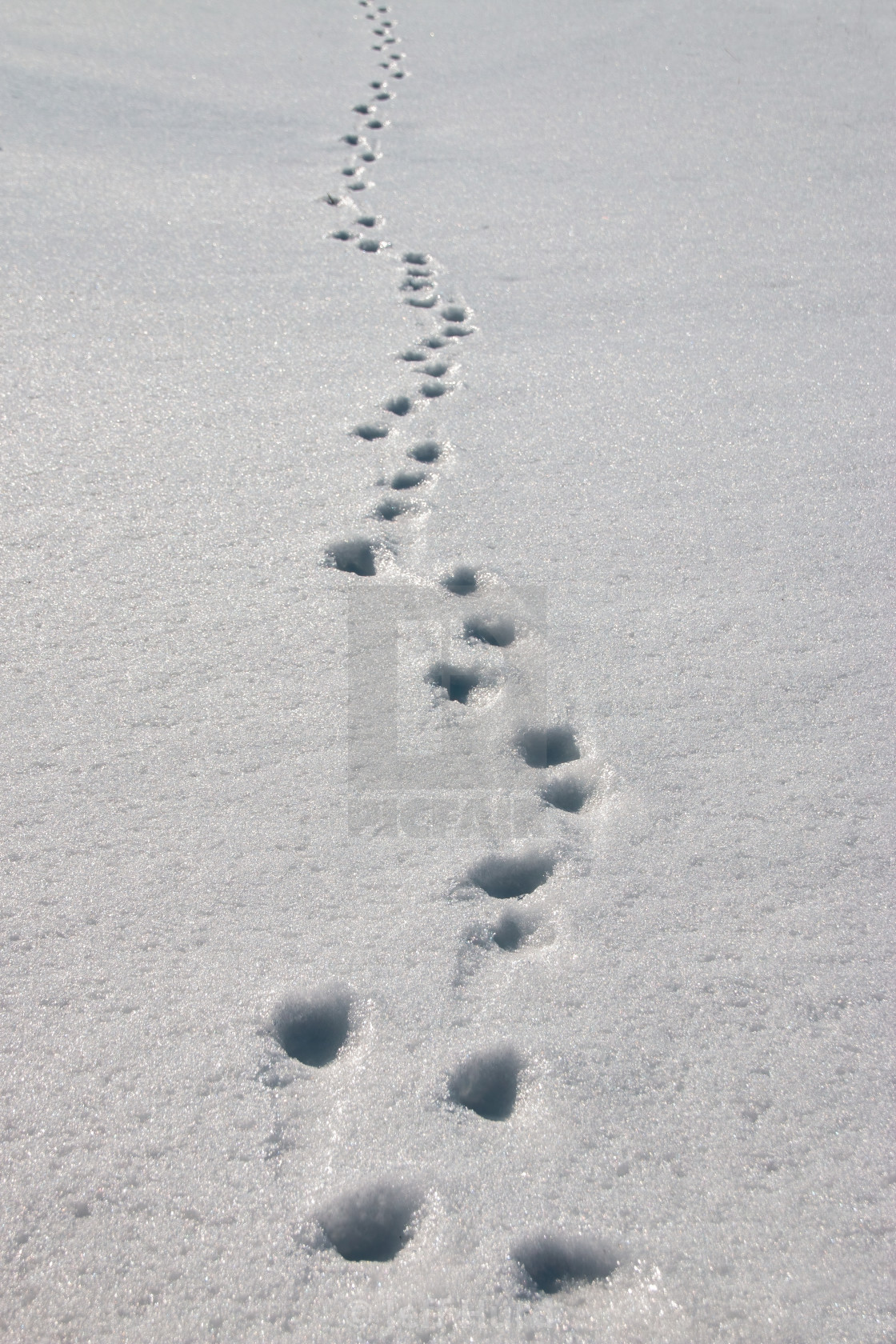 coyote tracks in snow