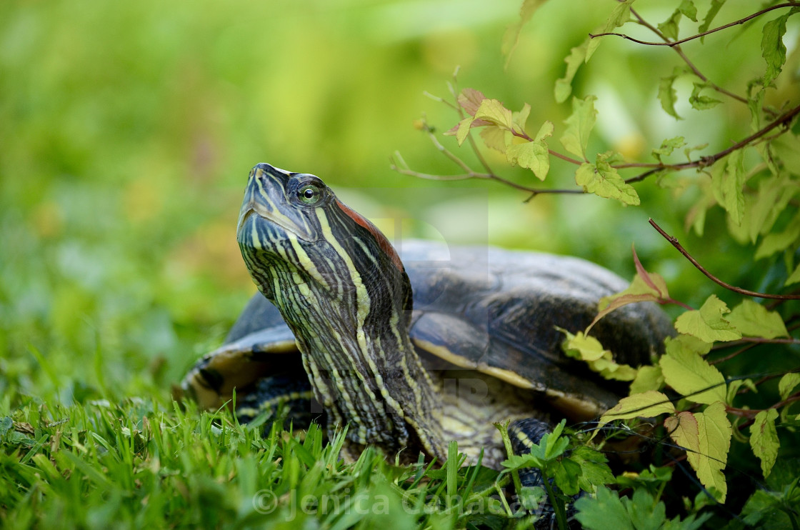 "Red-Eared Slider" stock image