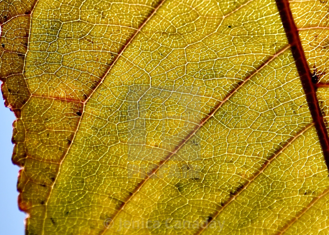 "Leaf Line Art" stock image