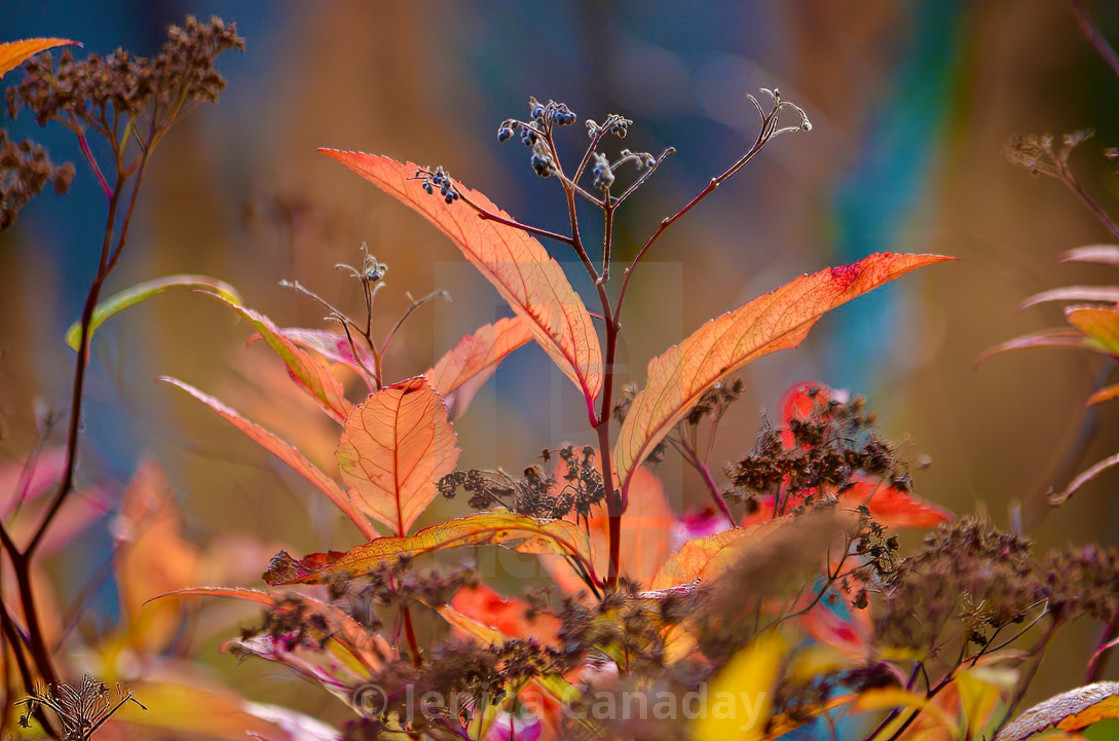 "Fall Foliage" stock image