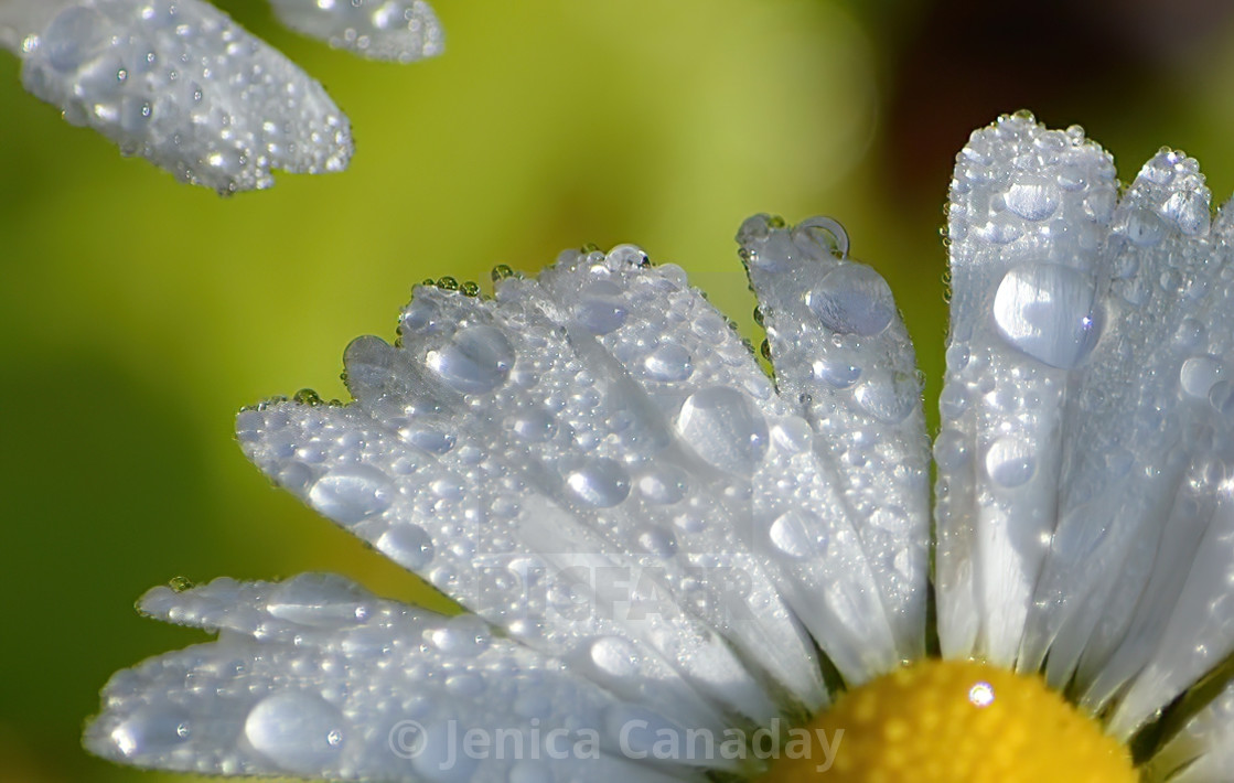 "Raindrops on a Daisy" stock image