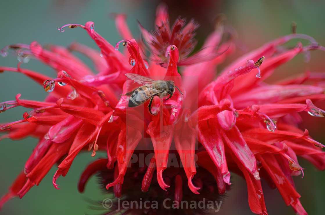 "Bee on Beebalm Flower" stock image