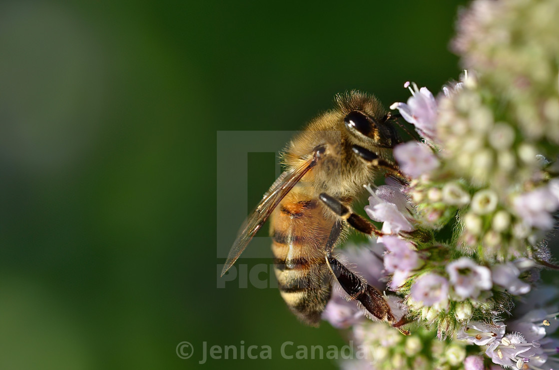 "Busy Bee" stock image