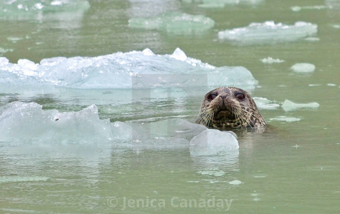 "Seal encounter" stock image