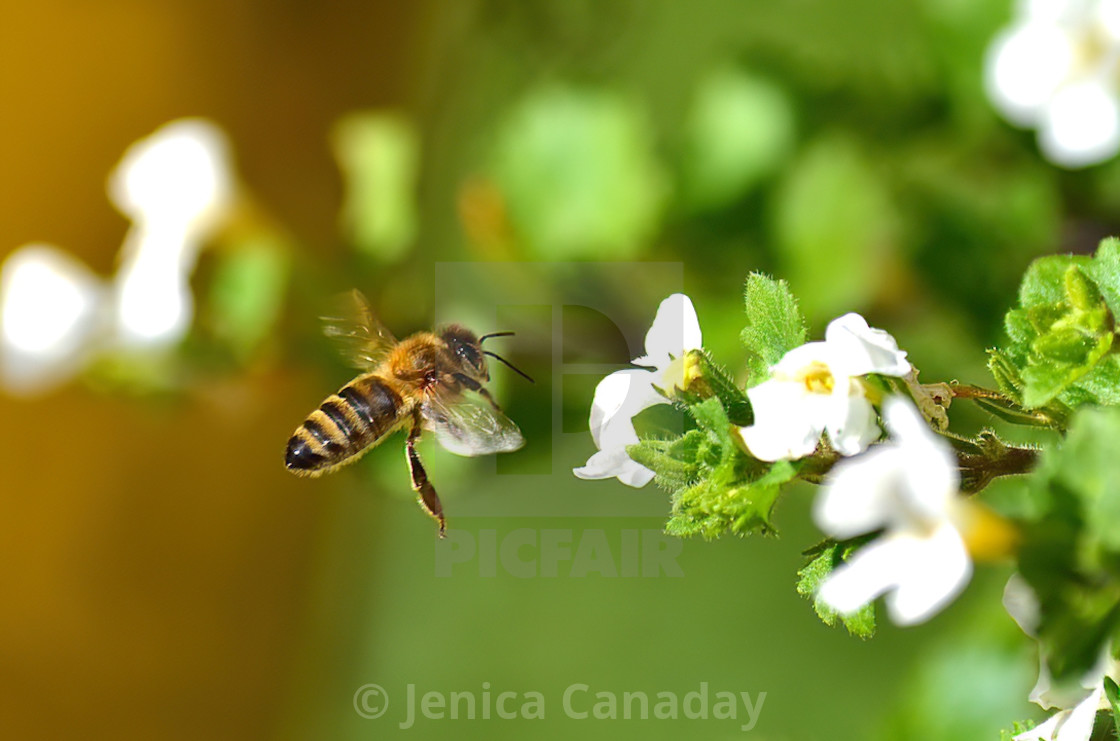 "Bee in Flight" stock image