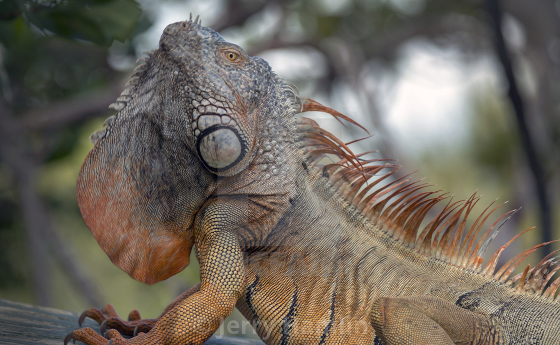 "Male Iguana" stock image