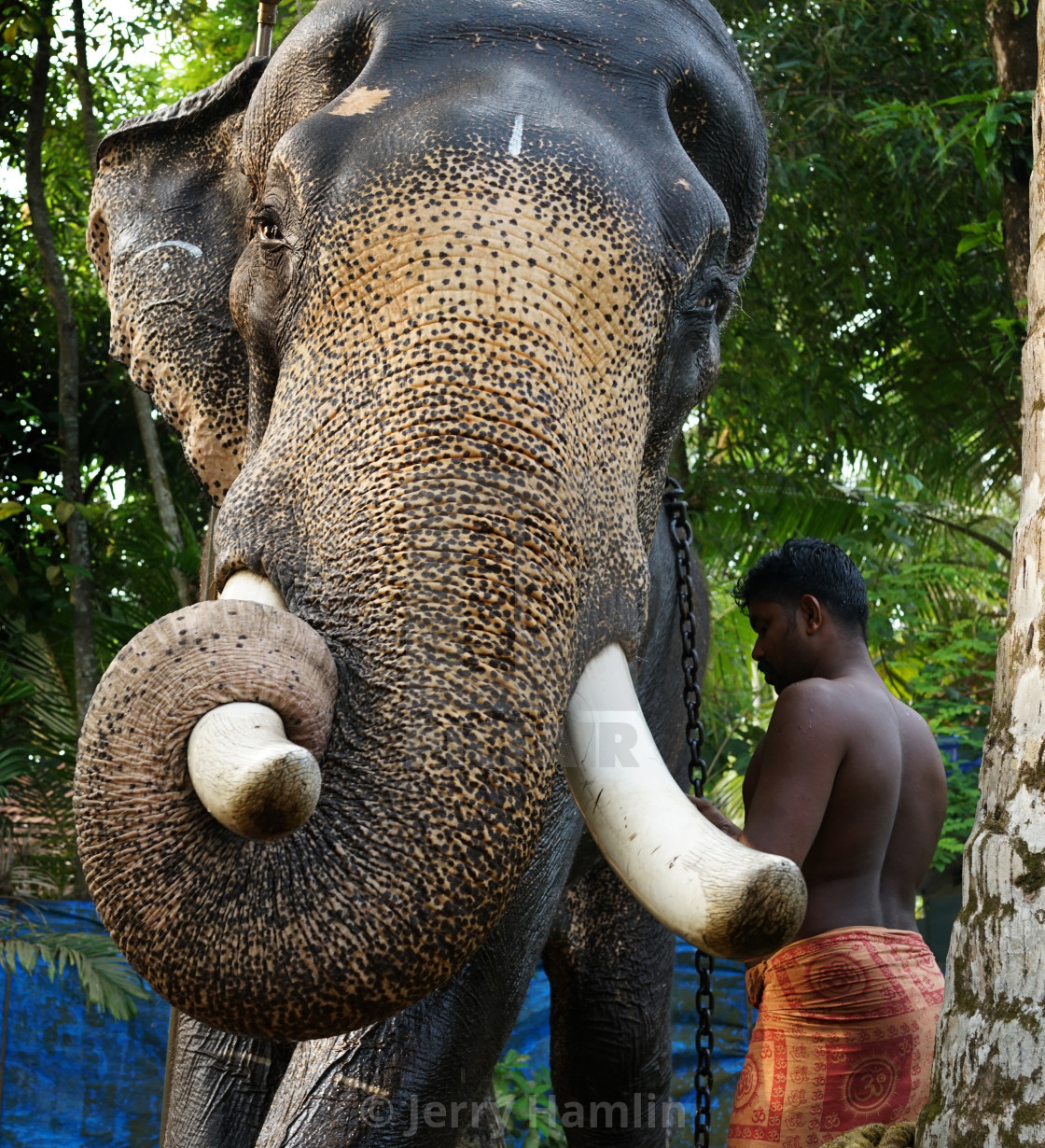 "Kerala Temple elephant and Mahout" stock image