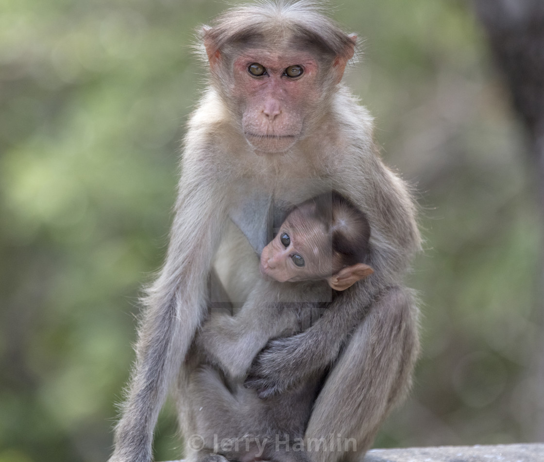 "Macaque Mother and Child" stock image