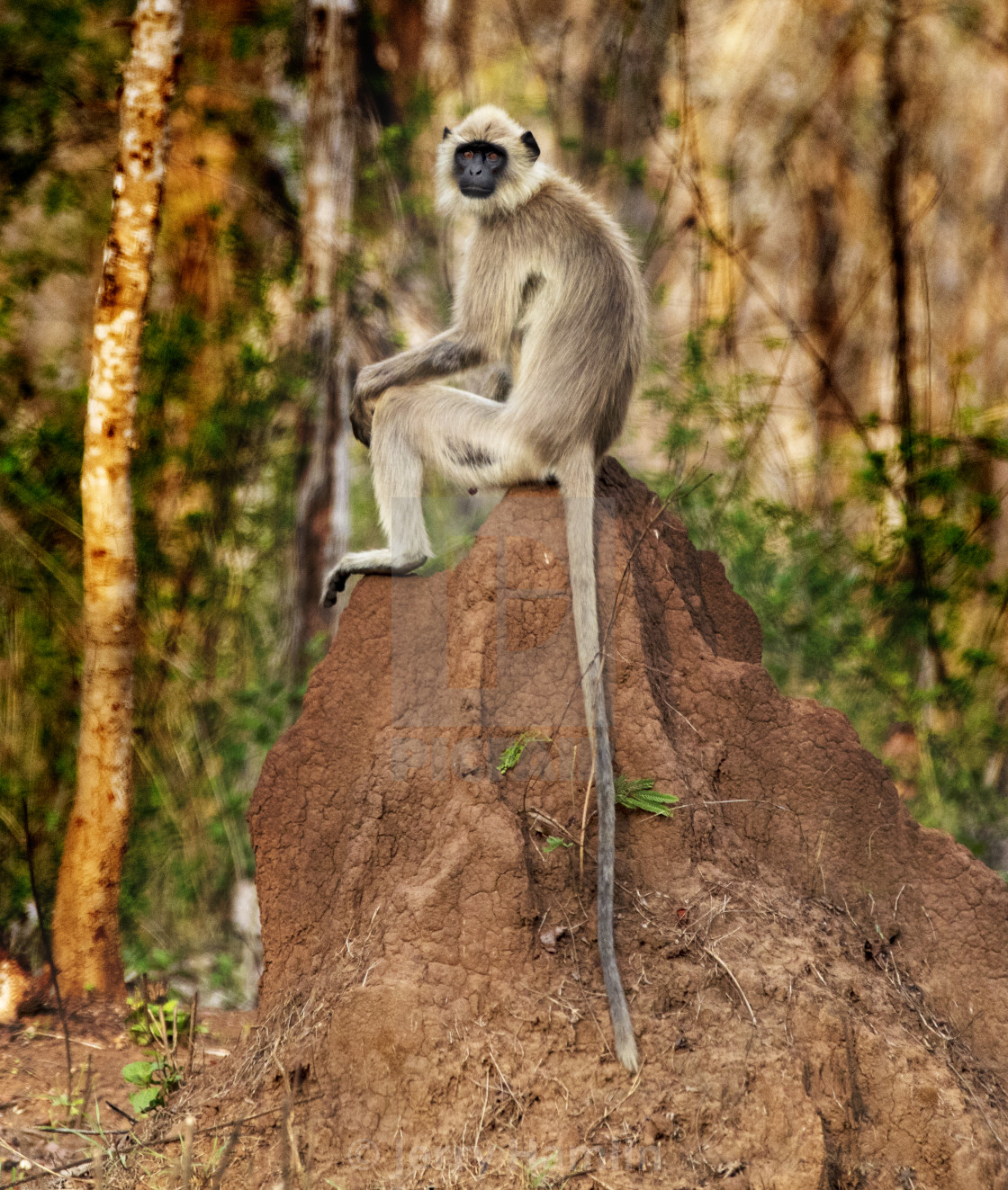 "Gray Langur" stock image