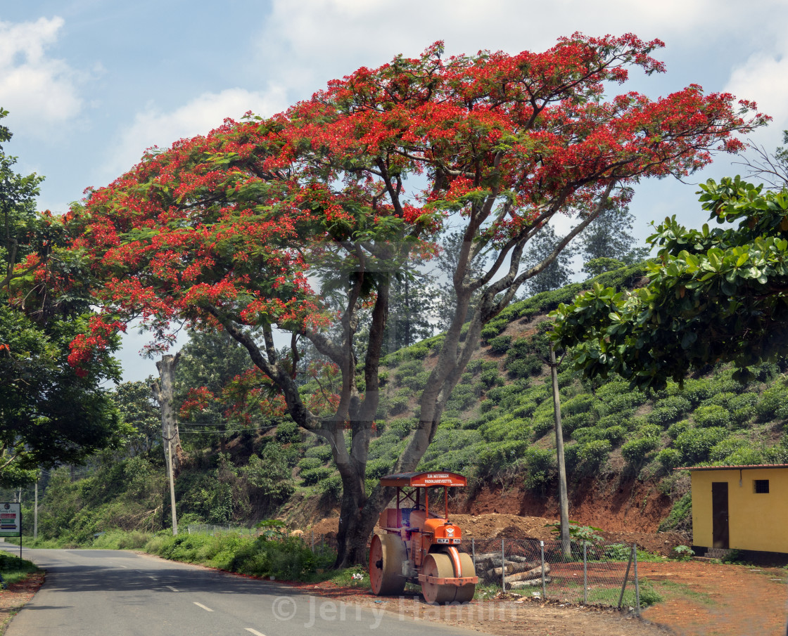 "The Tree and the Tractor" stock image