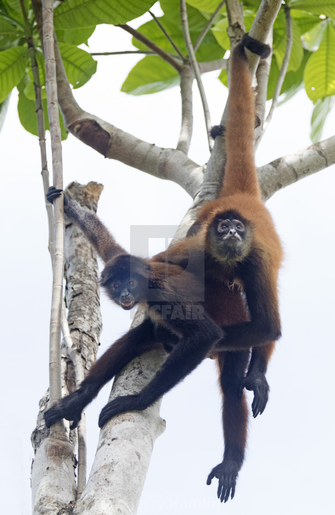 "Spider Monkeys in a Tree" stock image