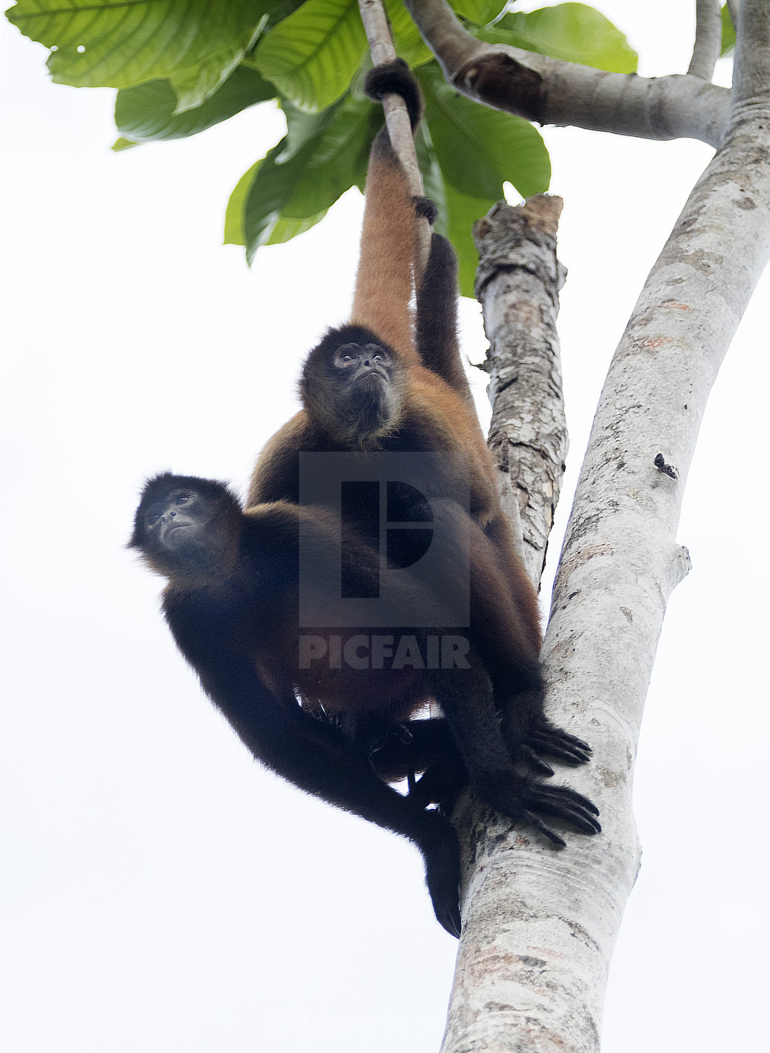 "Spider Monkeys in a Tree" stock image