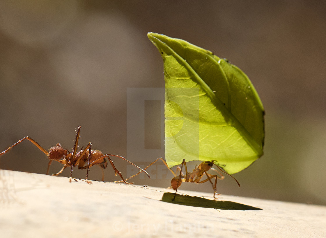 "Leaf Cutter Ants" stock image