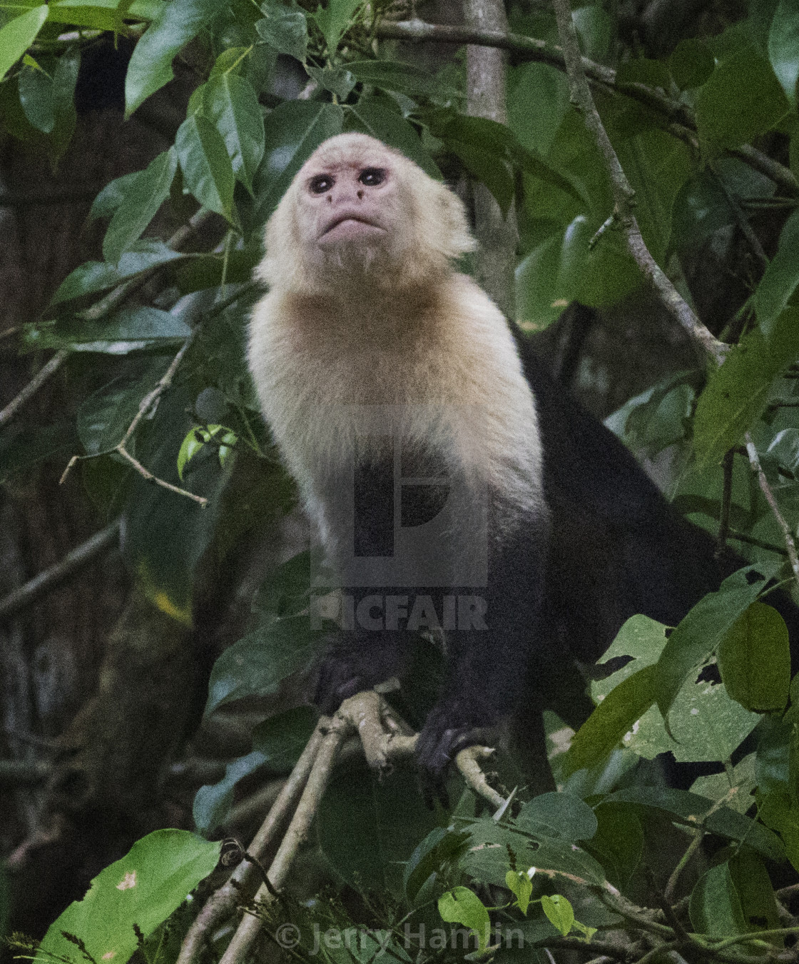 "Capuchin Monkey" stock image