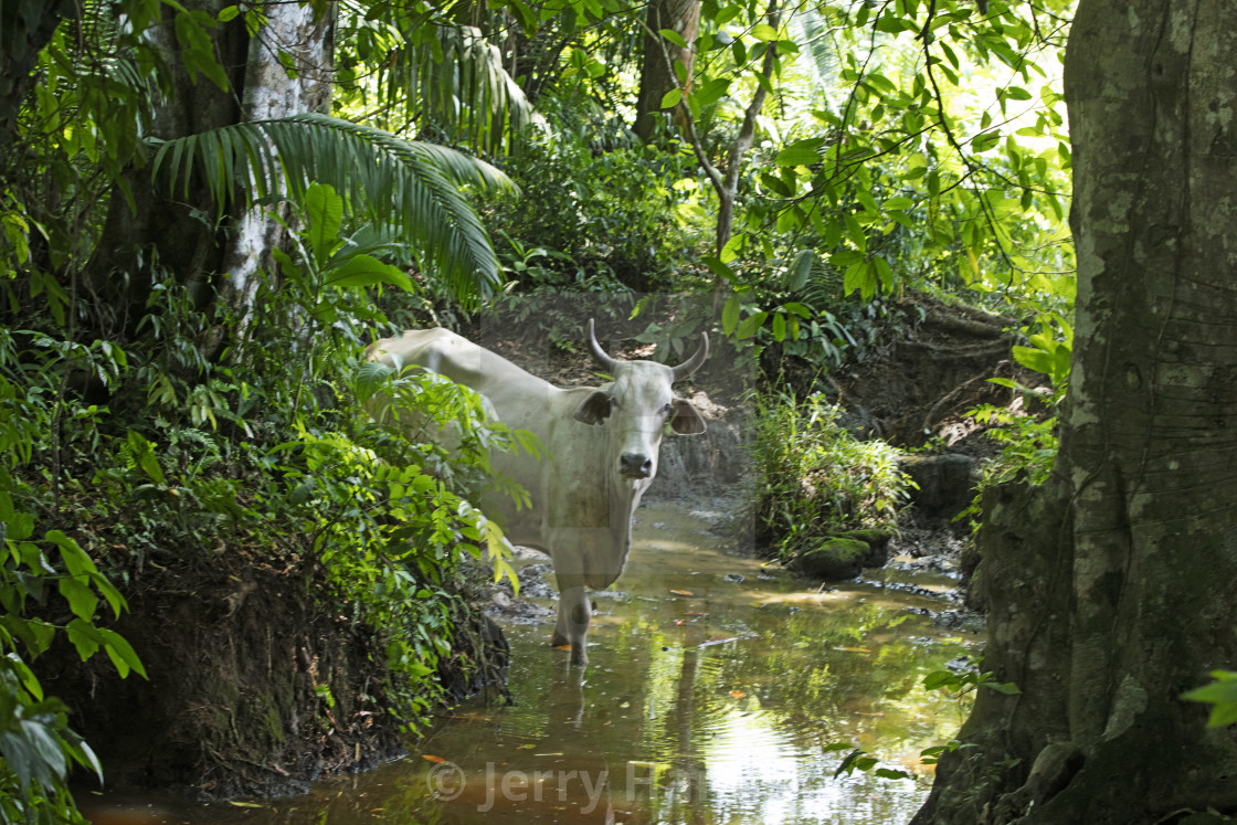 "Cattle at the Stream" stock image