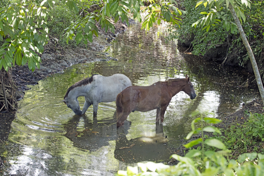 "Ponies in a Pool" stock image