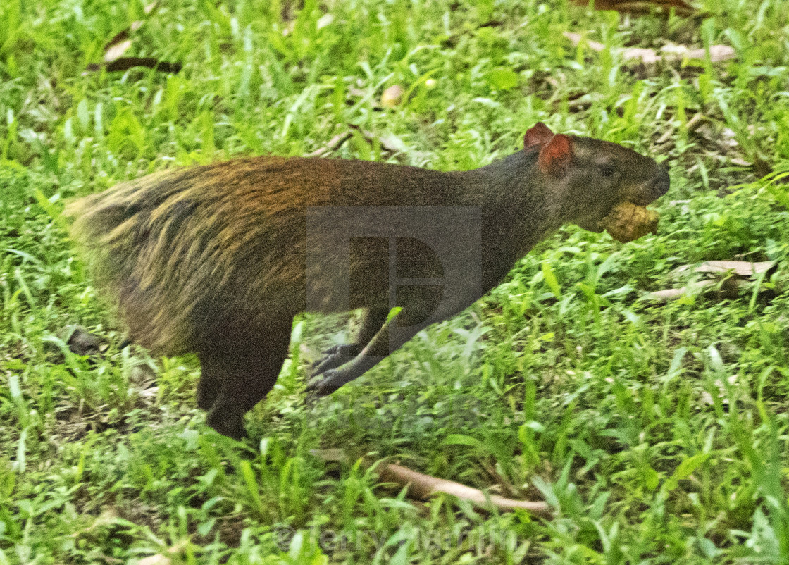 "Running Agouti" stock image