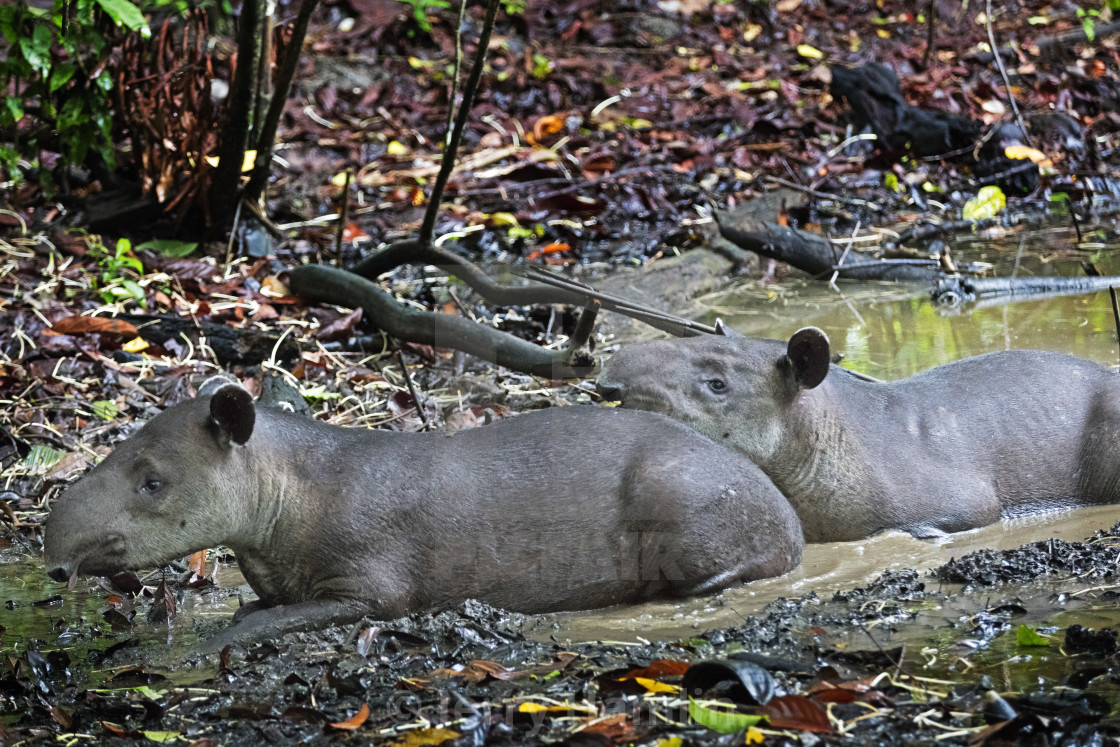 "Tapirs in a wallow" stock image