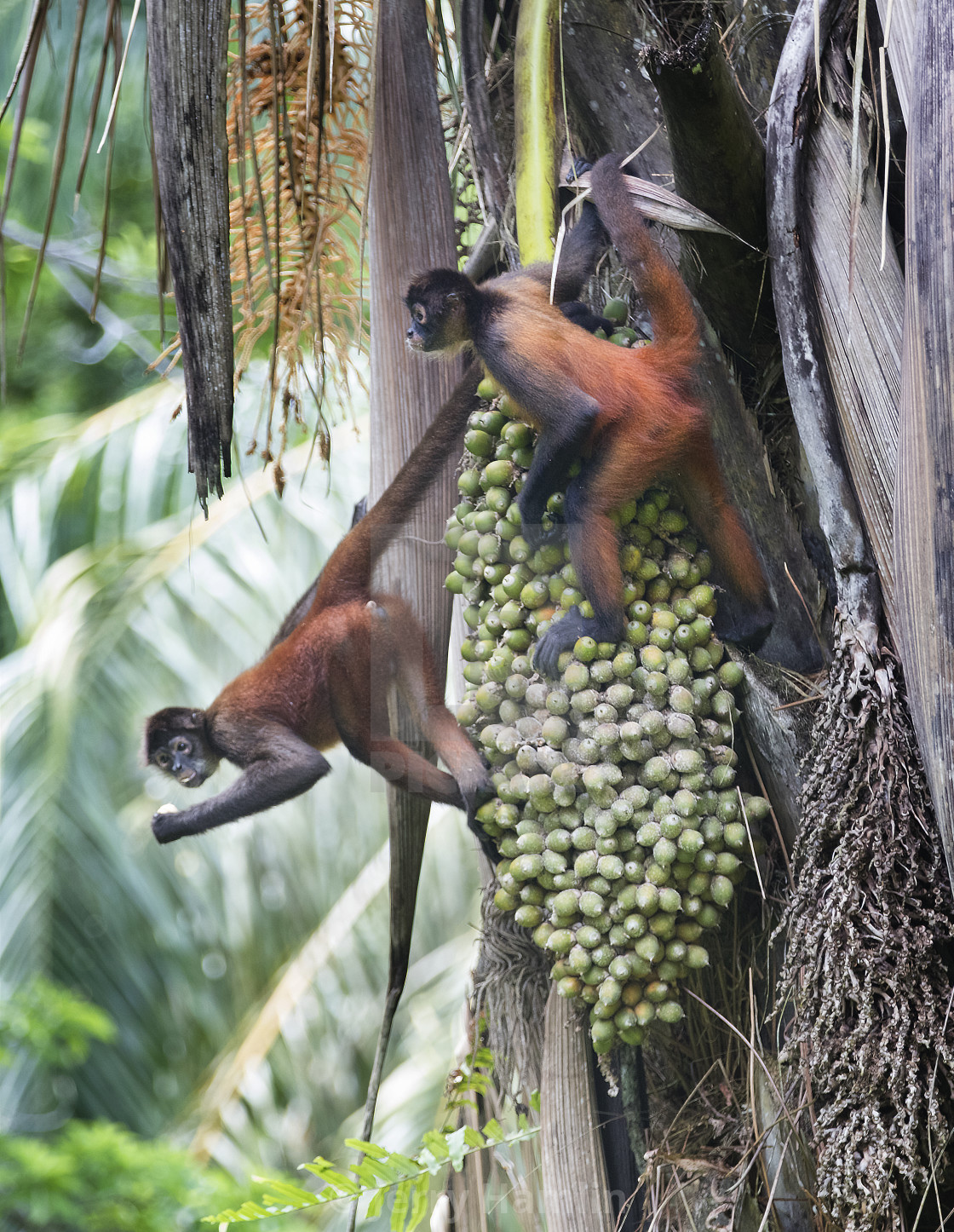 "Spider Monkeys feasting on a Peach Palm" stock image