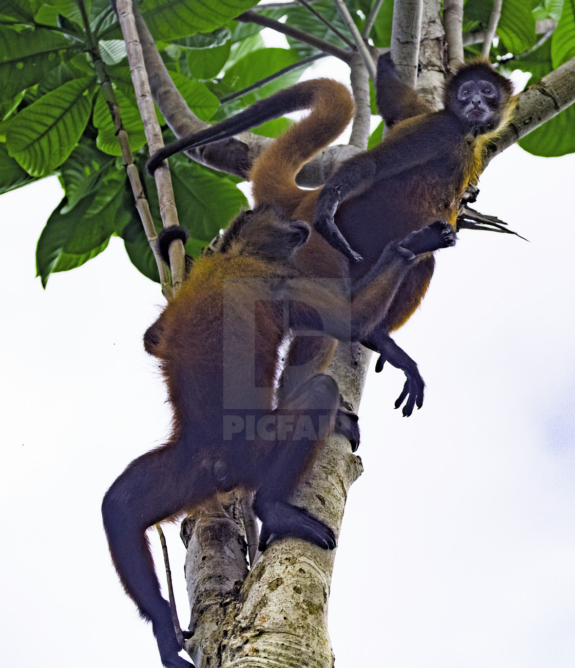 "Spider Monkeys in a tree" stock image