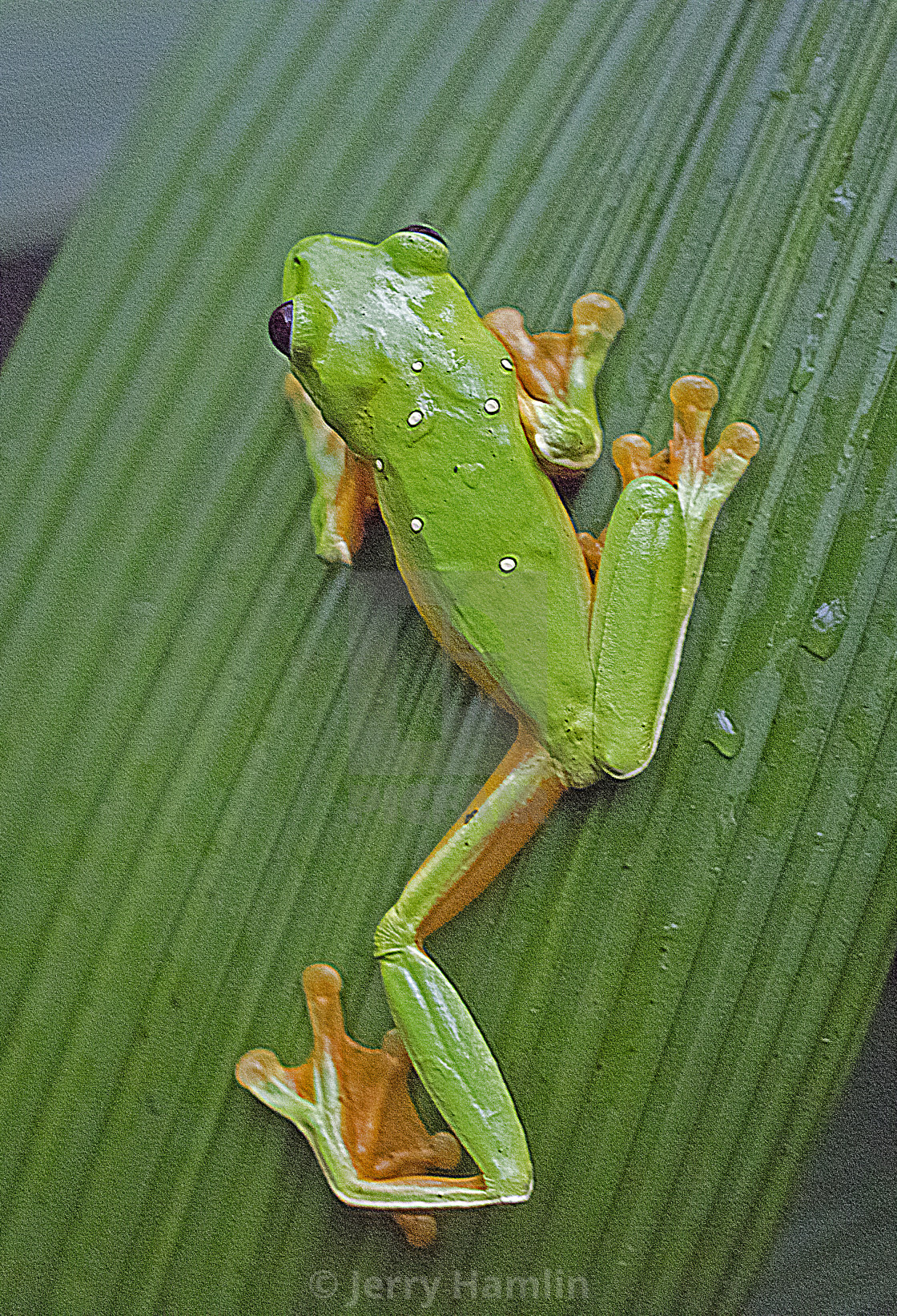 "Frog on a leaf" stock image