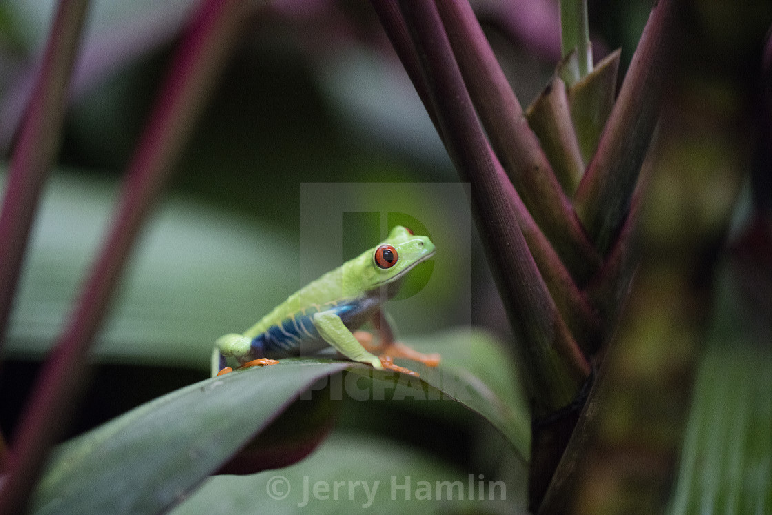 "Red Eye frog on a leaf" stock image